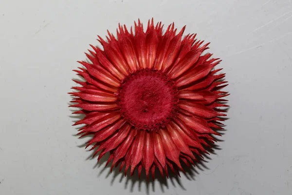 红圆花盆栽抽象宏观背景5 — 图库照片