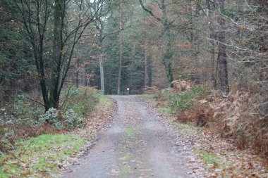Vahşi doğada orman yolu yüksek kalite 50 megapiks