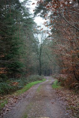 Vahşi doğada orman yolu yüksek kalite 50 megapiks