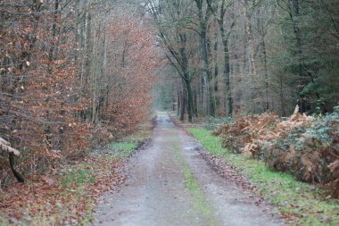 Vahşi doğada orman yolu yüksek kalite 50 megapiks