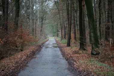 Vahşi doğada orman yolu yüksek kalite 50 megapiks