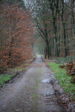 Vahşi doğada orman yolu yüksek kalite 50 megapiks
