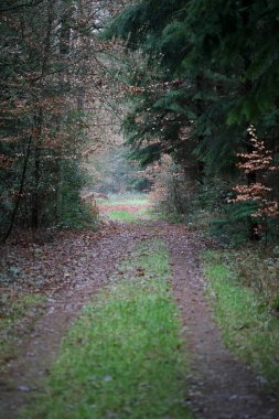 Vahşi doğada orman yolu yüksek kalite 50 megapiks