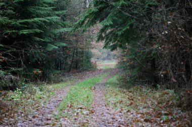 Vahşi doğada orman yolu yüksek kalite 50 megapiks