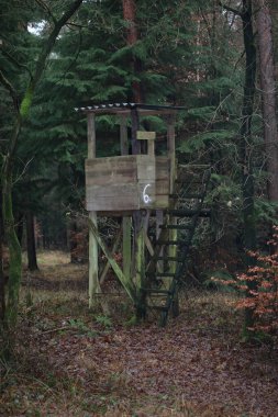 Vahşi doğada orman yolu yüksek kalite 50 megapiks