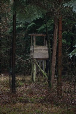 Vahşi doğada orman yolu yüksek kalite 50 megapiks