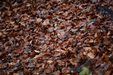 Ölü kahverengi yapraklar makro arka plan yüksek kalite baskılar kış denizi