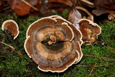 Ağaç üzerinde mantar kış makro arka planda yüksek kalite 50 mega