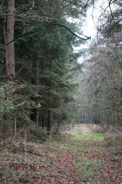 Bosweg in wilde natuur achtergrond hoge kwaliteit vijftig megapix — Stockfoto