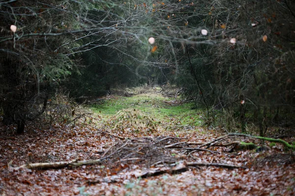 Vahşi doğada orman yolu yüksek kalite 50 megapiks
