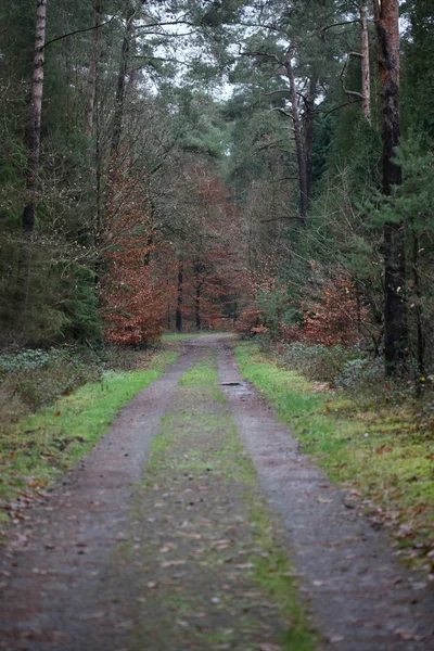 Route forestière dans la nature sauvage fond de haute qualité cinquante mégapix — Photo