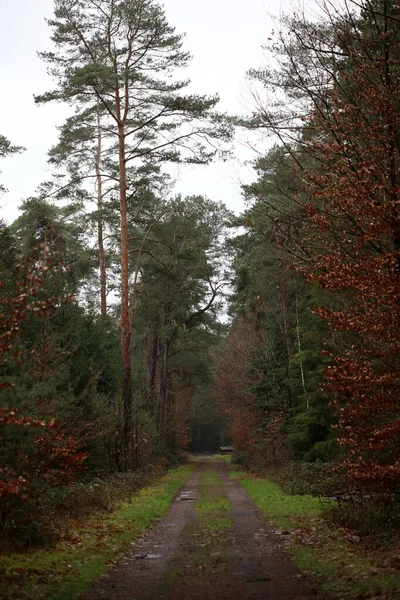 Bosweg in wilde natuur achtergrond hoge kwaliteit vijftig megapix — Stockfoto