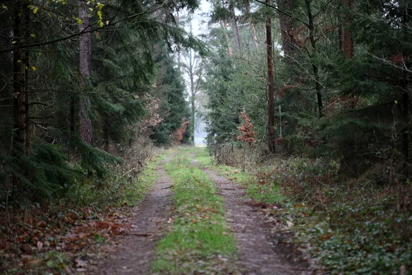 Bosweg in wilde natuur achtergrond hoge kwaliteit vijftig megapix — Stockfoto