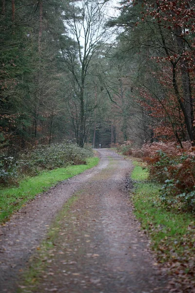 Estrada florestal em natureza selvagem fundo alta qualidade cinquenta megapix — Fotografia de Stock