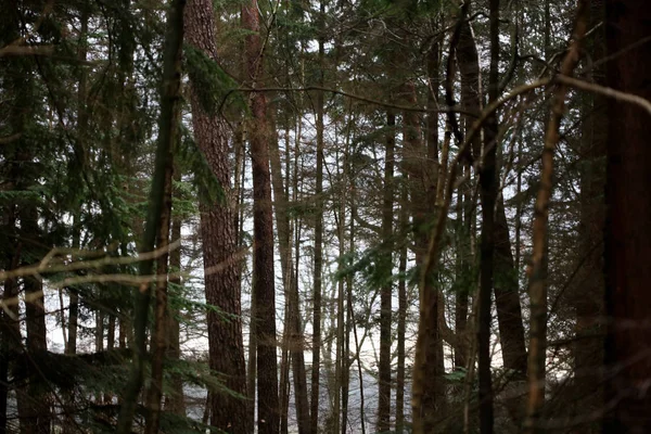 Лісова дорога в дикій природі фон високої якості п'ятдесят мегапікселів — стокове фото