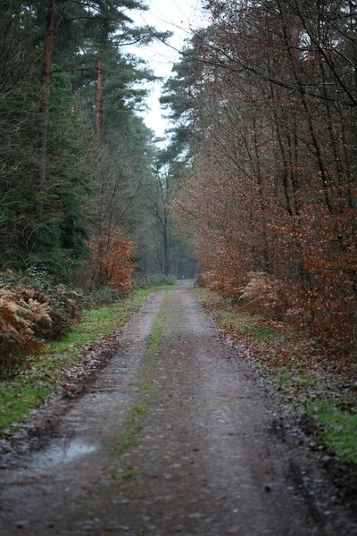 Bosweg in wilde natuur achtergrond hoge kwaliteit vijftig megapix — Stockfoto