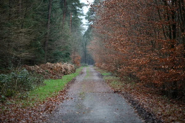 Forest road in wild nature background high quality fifty megapix — Stock Photo, Image