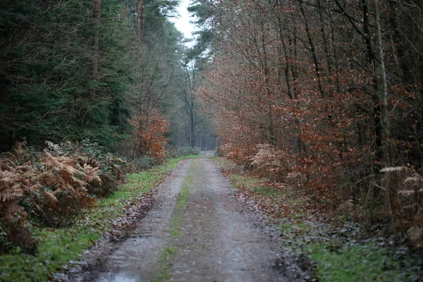 Estrada florestal em natureza selvagem fundo alta qualidade cinquenta megapix — Fotografia de Stock