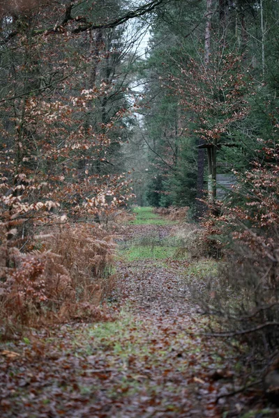 Skogsväg i vild natur bakgrund hög kvalitet femtio megapix — Stockfoto