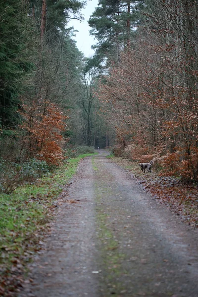 Route forestière dans la nature sauvage fond de haute qualité cinquante mégapix — Photo