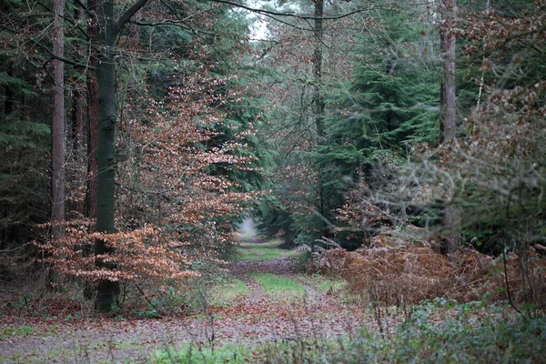 Estrada florestal em natureza selvagem fundo alta qualidade cinquenta megapix — Fotografia de Stock