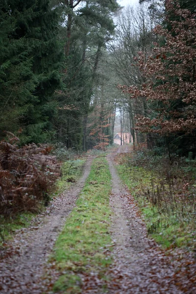 Bosweg in wilde natuur achtergrond hoge kwaliteit vijftig megapix — Stockfoto