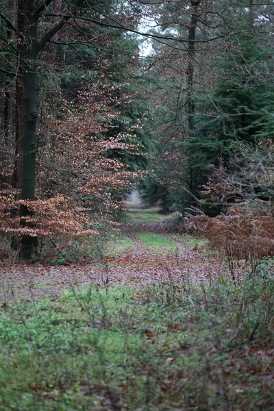 Bosweg in wilde natuur achtergrond hoge kwaliteit vijftig megapix — Stockfoto