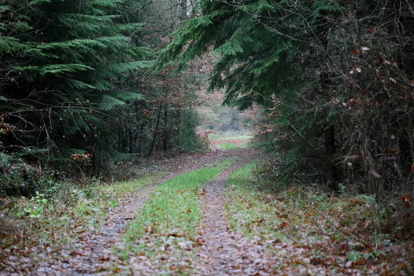 Vahşi doğada orman yolu yüksek kalite 50 megapiks