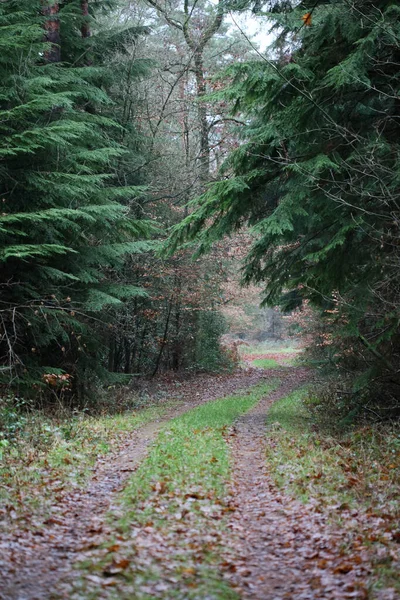 Strada forestale in natura selvaggia sfondo di alta qualità cinquanta megapix — Foto Stock