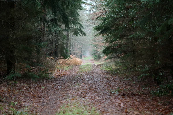 Bosweg in wilde natuur achtergrond hoge kwaliteit vijftig megapix — Stockfoto