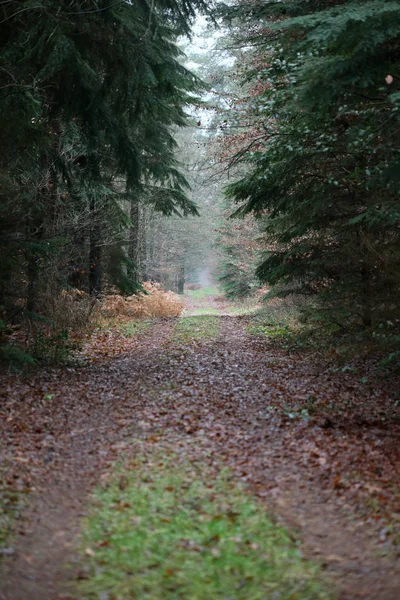 Bosweg in wilde natuur achtergrond hoge kwaliteit vijftig megapix — Stockfoto