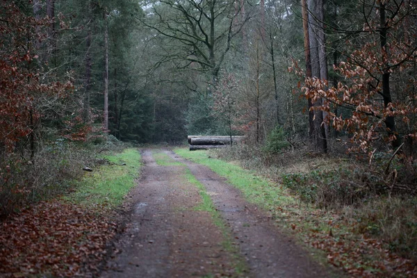 Skovvej i vild natur baggrund høj kvalitet halvtreds megapix - Stock-foto