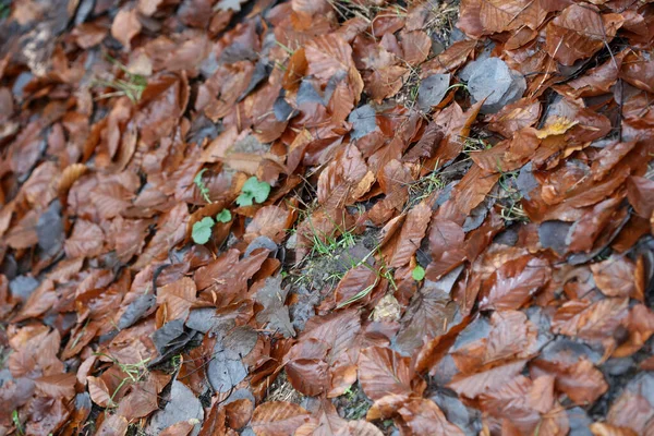 Dead brown leafs macro background high quality prints winter sea — Stock Photo, Image