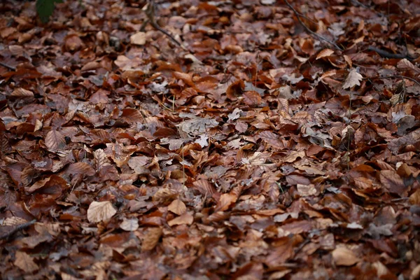 Dead brown leafs macro background high quality prints winter sea — Stock Photo, Image