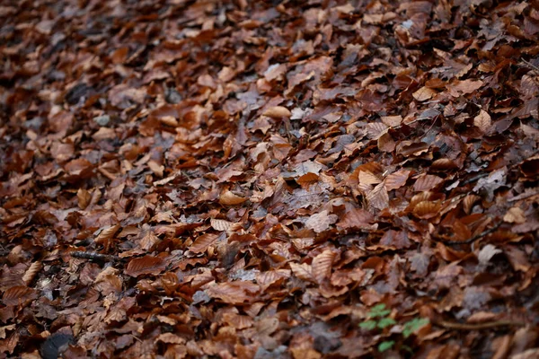 Döda bruna blad makro bakgrund hög kvalitet utskrifter vinter hav — Stockfoto