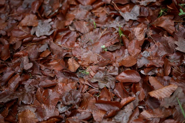 Morto marrom folhas macro fundo alta qualidade impressões inverno mar — Fotografia de Stock
