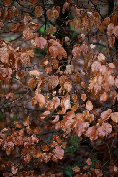 Döda bruna blad makro bakgrund hög kvalitet utskrifter vinter hav — Stockfoto