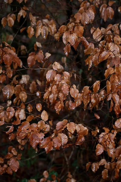 Döda bruna blad makro bakgrund hög kvalitet utskrifter vinter hav — Stockfoto