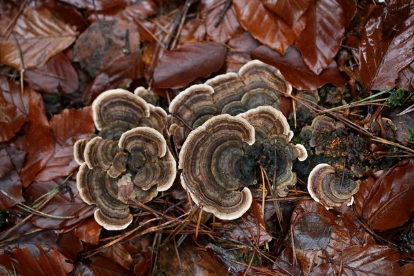 Cogumelo na árvore inverno macro fundo alta qualidade cinquenta mega — Fotografia de Stock