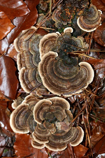 Pilz auf Baum Winter Makro Hintergrund hohe Qualität fünfzig Mega — Stockfoto
