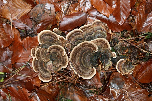 Champignon sur arbre hiver macro fond de haute qualité cinquante méga — Photo