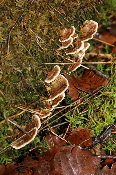 乔木上的蘑菇冬天宏观背景高品质五十兆 — 图库照片