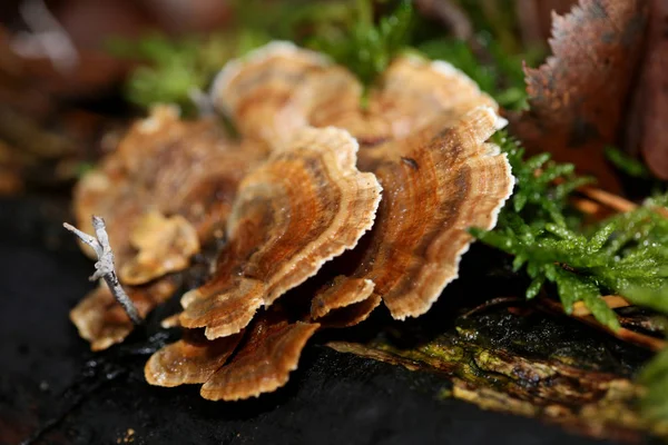 Mushroom on tree winter macro background high quality fifty mega — Stock Photo, Image