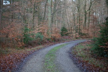 Vahşi orman gezisinde sonsuz yol. Arka planda yüksek kaliteli izler. 