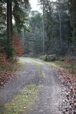 Vahşi orman gezisinde sonsuz yol. Arka planda yüksek kaliteli izler. 