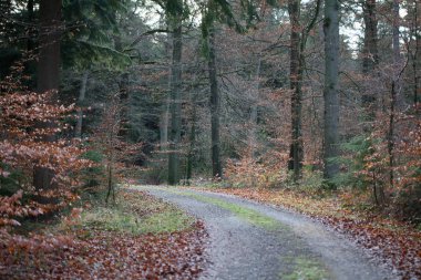 Vahşi orman gezisinde sonsuz yol. Arka planda yüksek kaliteli izler. 