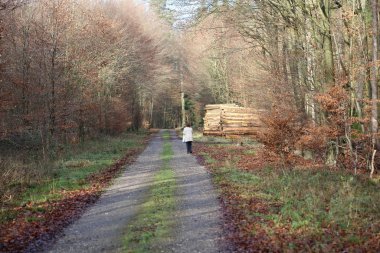 Vahşi orman gezisinde sonsuz yol. Arka planda yüksek kaliteli izler. 
