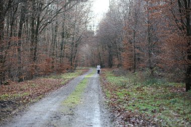 Vahşi orman gezisinde sonsuz yol. Arka planda yüksek kaliteli izler. 