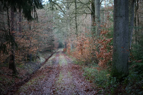 Estrada sem fim em fundo viagem floresta selvagem impressões de alta qualidade — Fotografia de Stock