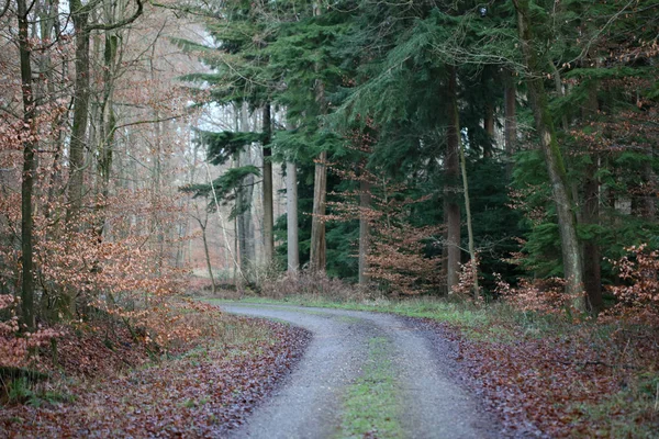 Strada senza fine in foresta selvaggia viaggio sfondo stampe di alta qualità — Foto Stock